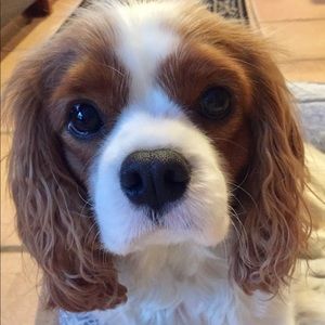 Meet your Posher, Carol